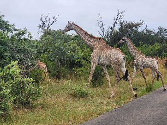 Grand Tour da África do Sul – 25/02 a 09/03/2027